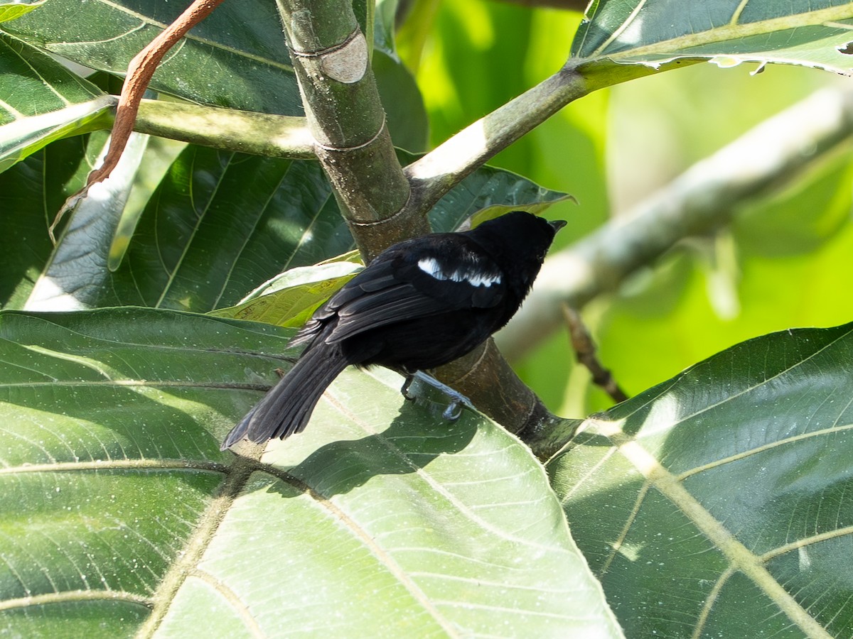 White-shouldered Tanager - ML646244966