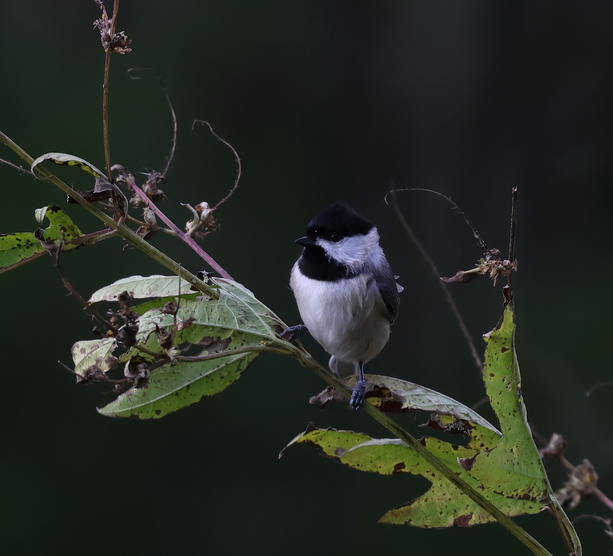 Carolina Chickadee - ML646244967