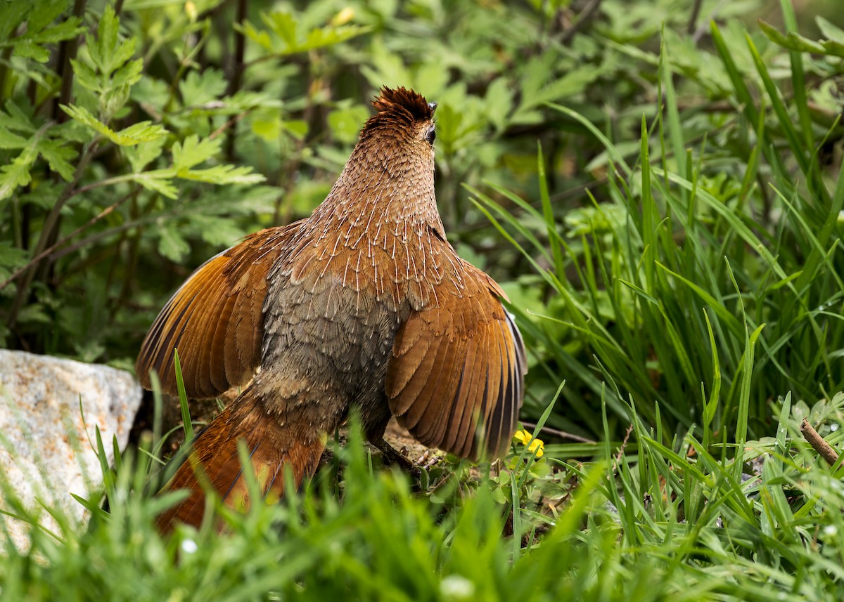 Bhutan Laughingthrush - ML646244972