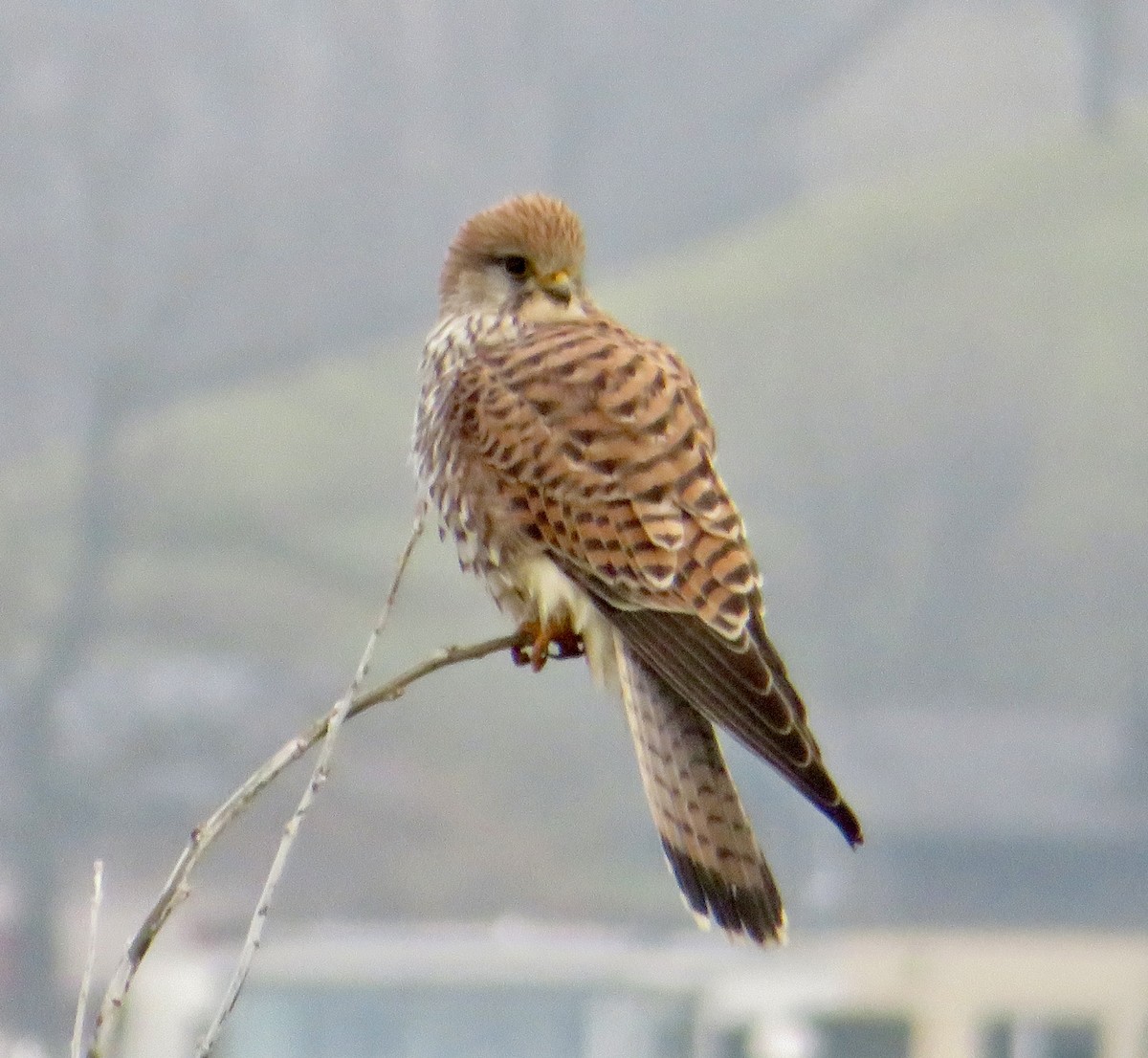 בז מצוי - ML646244975