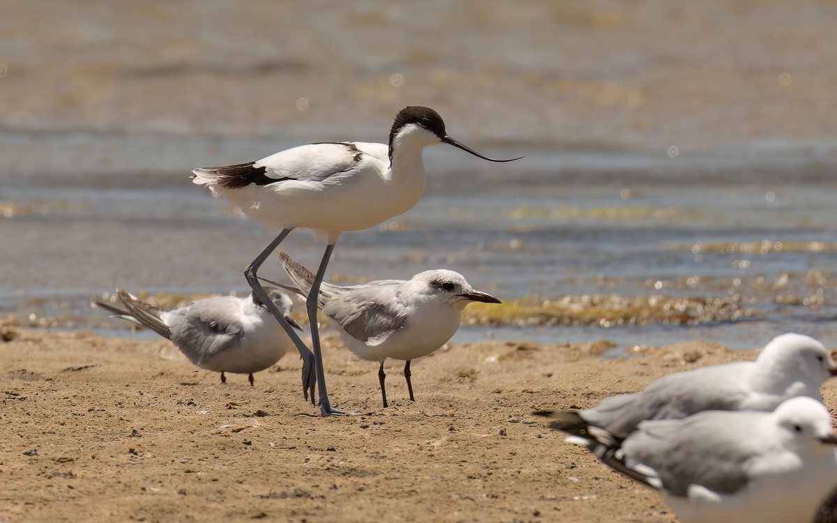 Gull-billed Tern - ML646244976