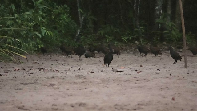 Moluccan Megapode - ML646244978