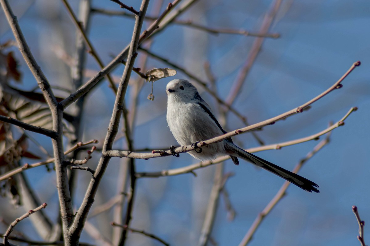 Long-tailed Tit - ML646244981