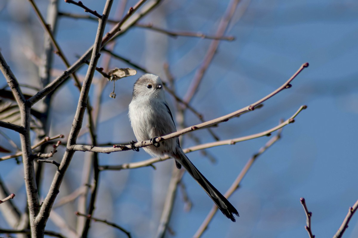 Long-tailed Tit - ML646244983