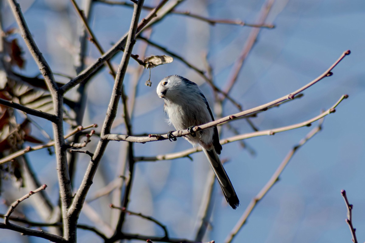 Long-tailed Tit - ML646244985