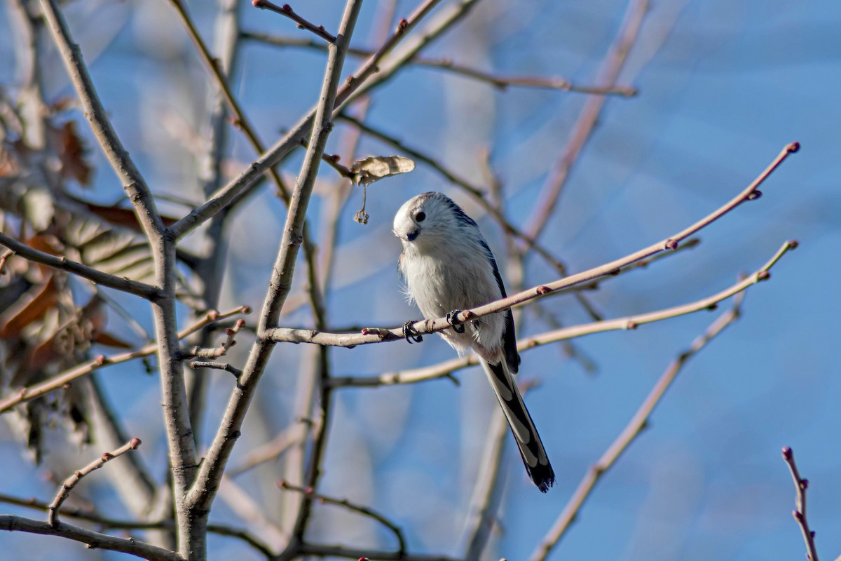 Long-tailed Tit - ML646244986