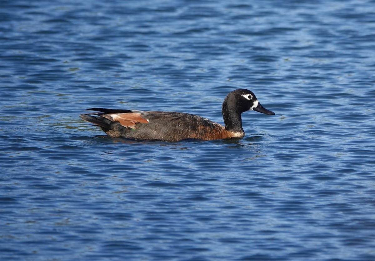 Casarca australiana - ML646244987