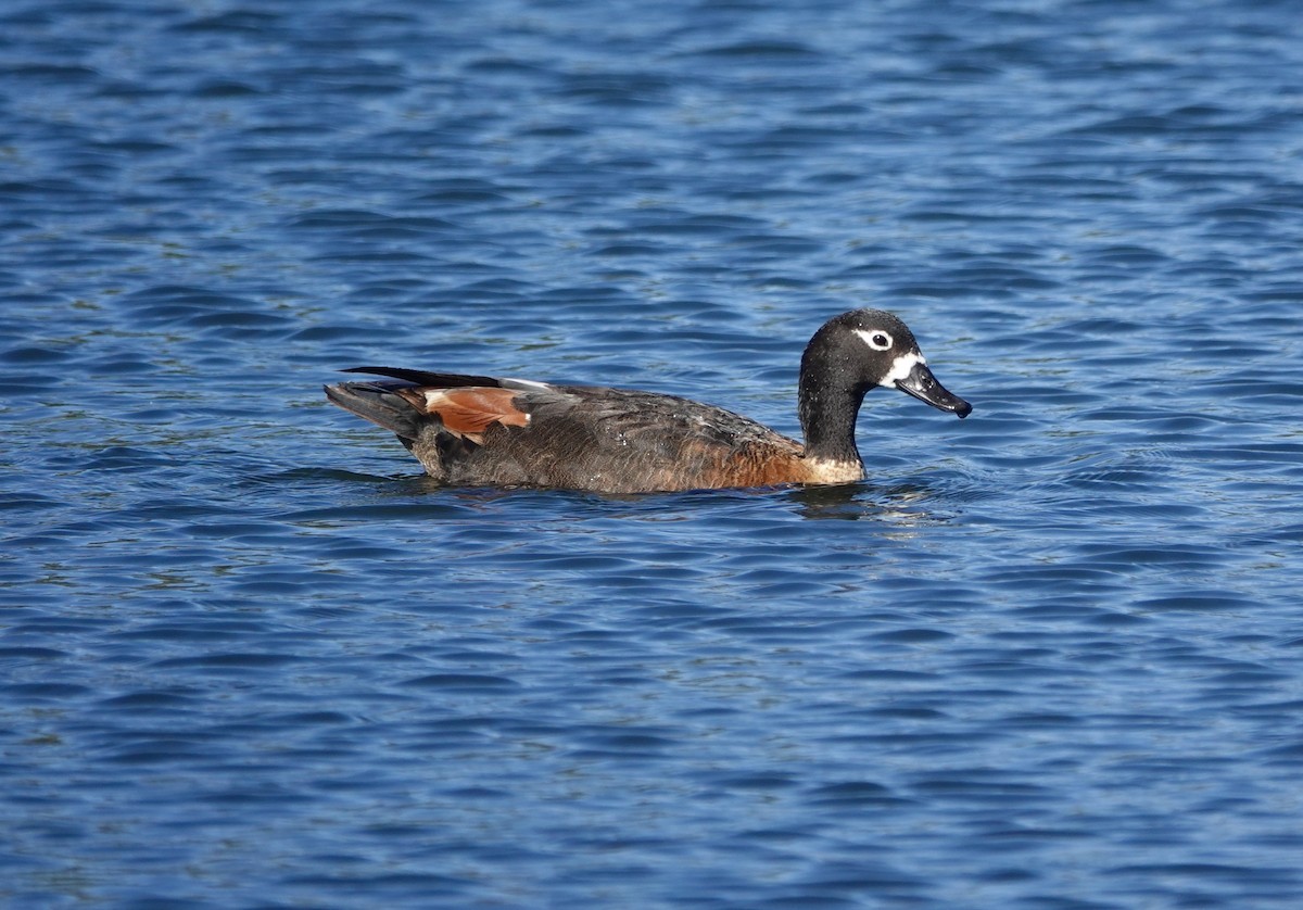 Casarca australiana - ML646244988