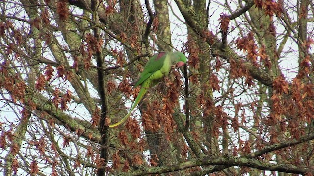 Alexandrine Parakeet - ML646244990