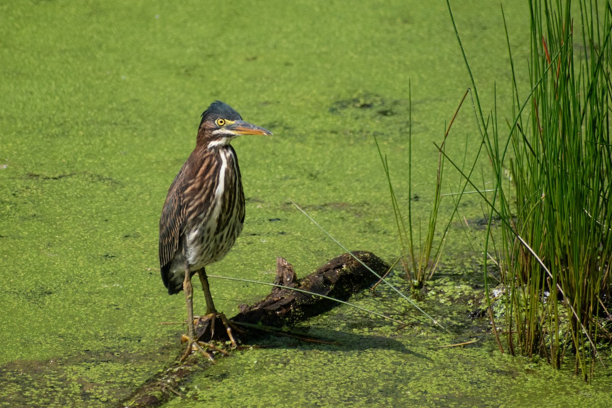 Green Heron - ML646244994