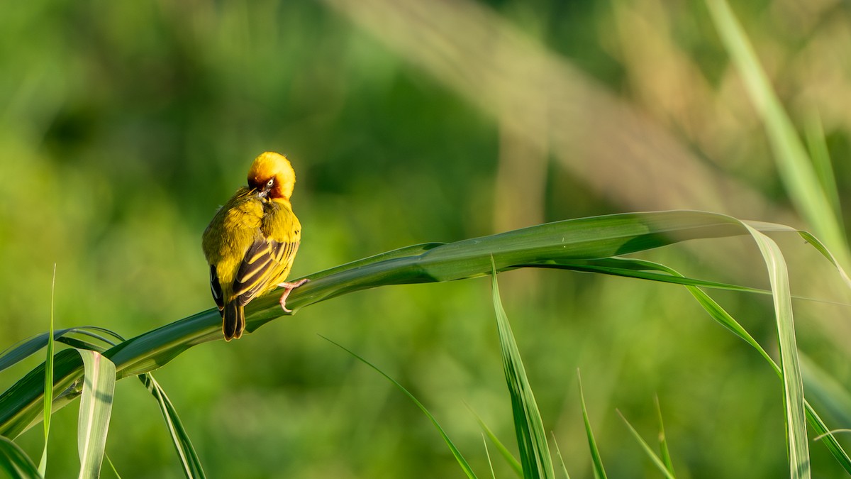 Northern Brown-throated Weaver - ML646244995