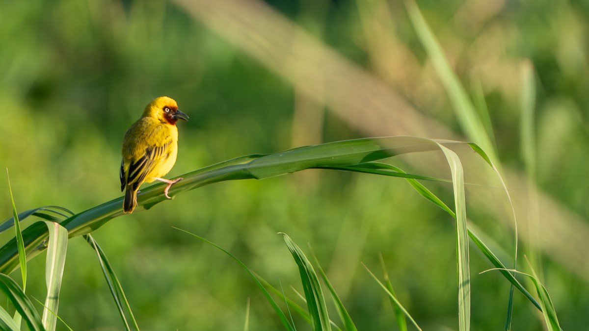 Northern Brown-throated Weaver - ML646244996