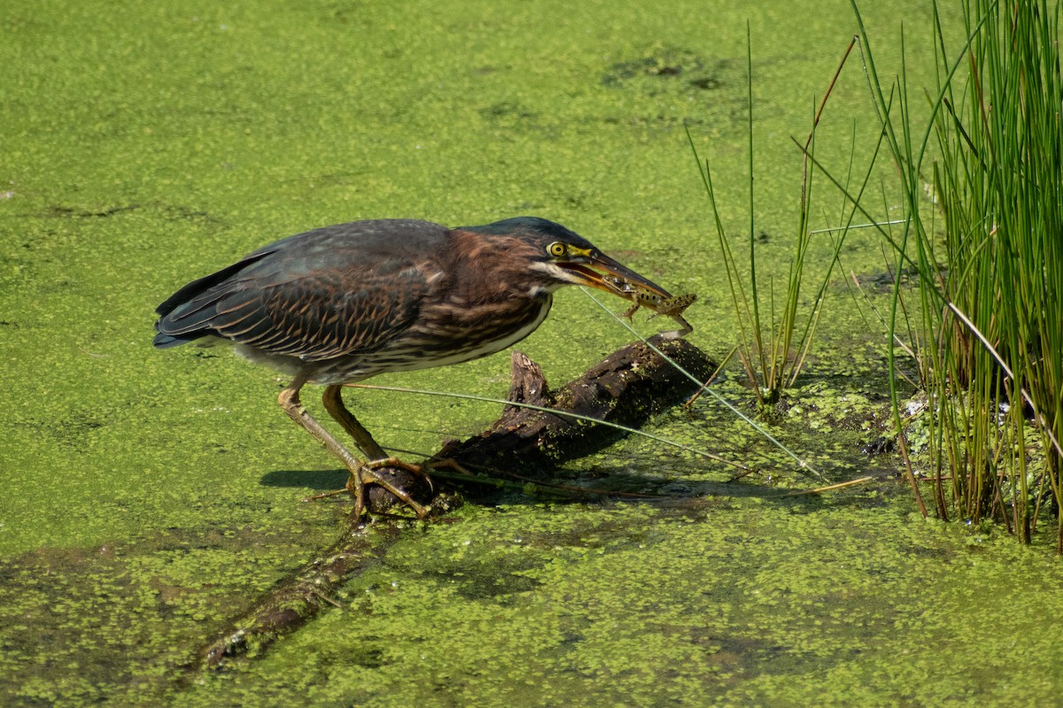 Green Heron - ML646244997