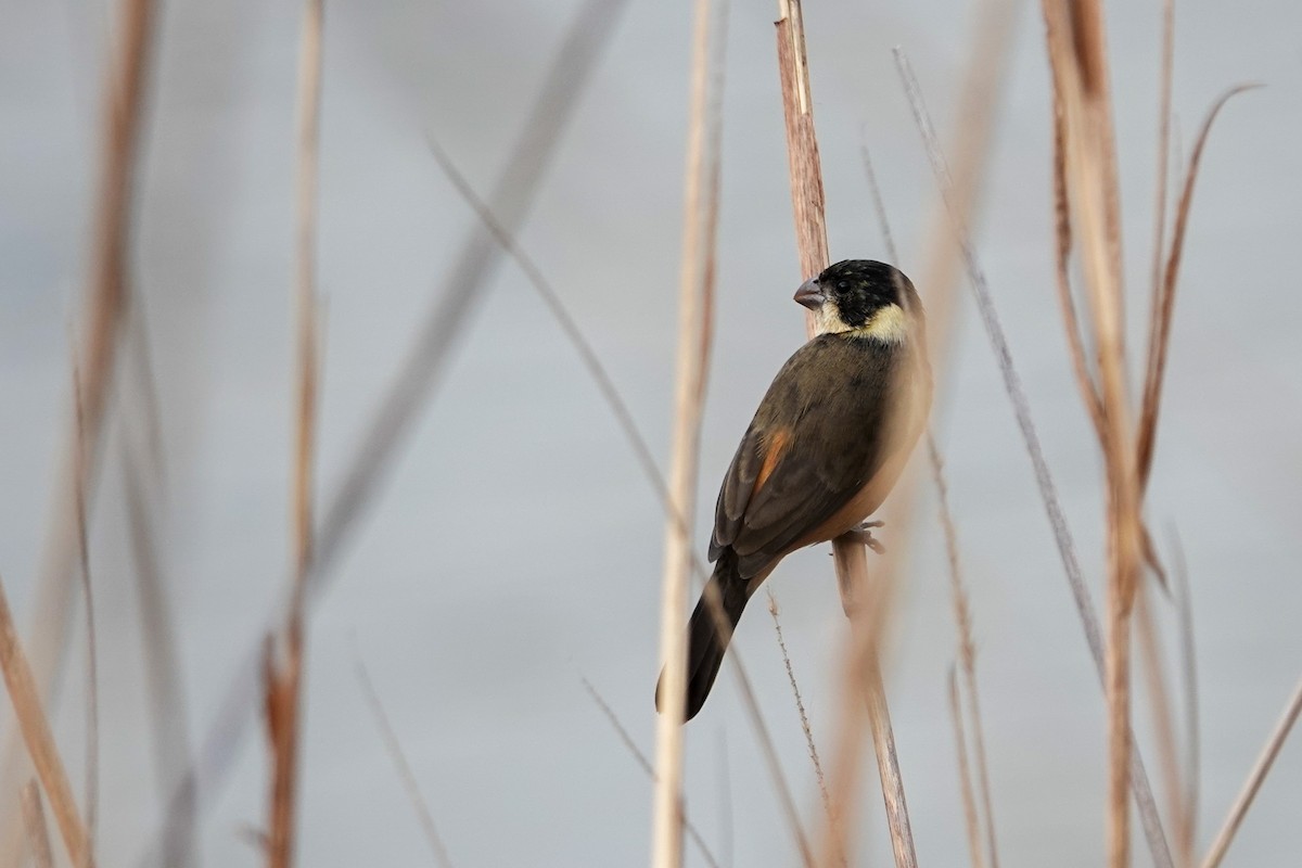 Cinnamon-rumped Seedeater - ML646245001