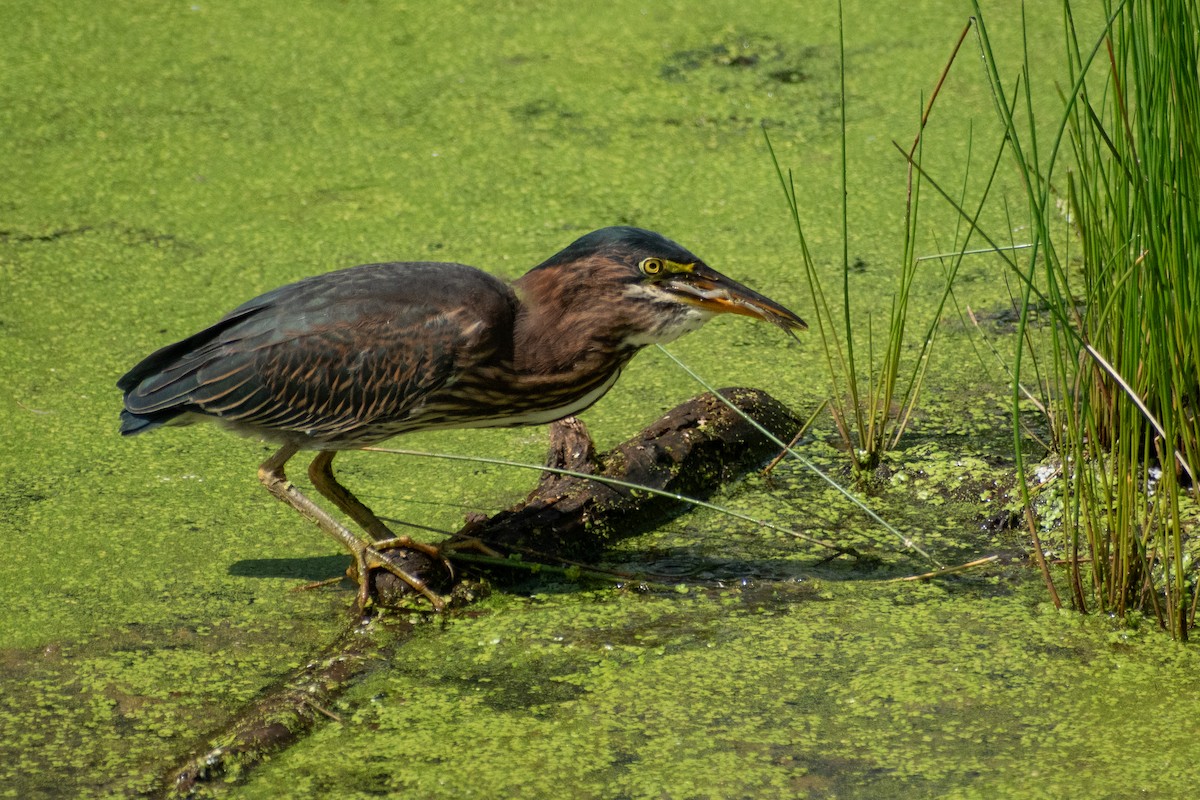 Green Heron - ML646245002