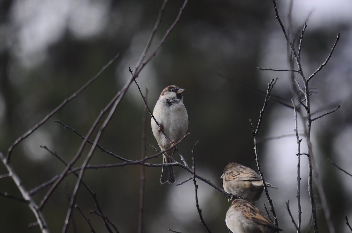 Gorrión Común - ML646245004