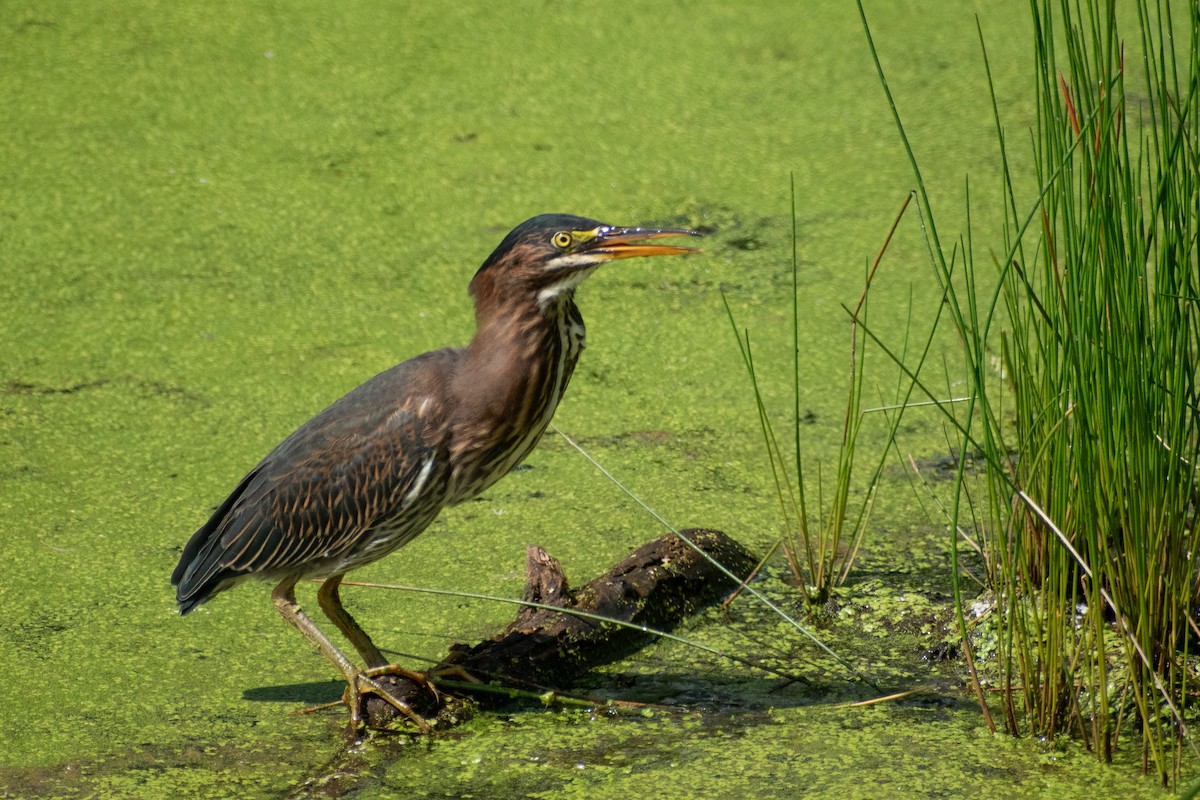 Green Heron - ML646245005