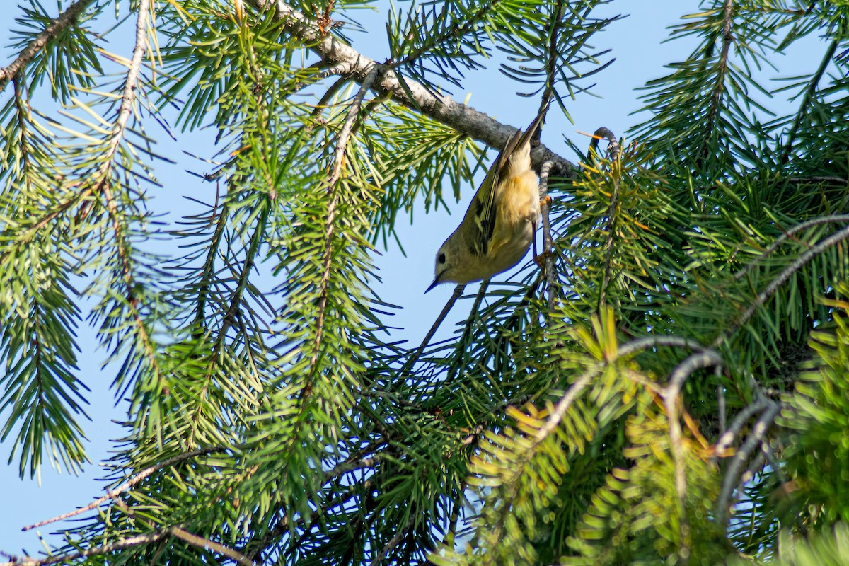 Goldcrest - ML646245007