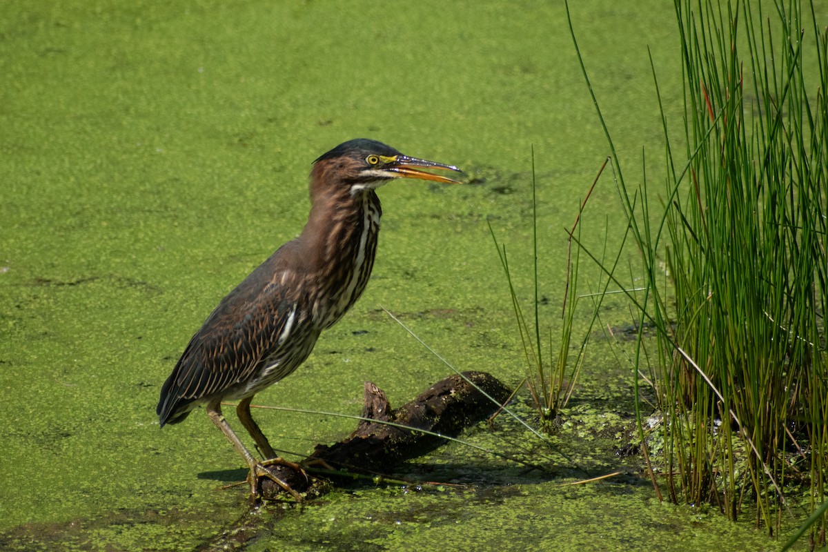 Green Heron - ML646245008
