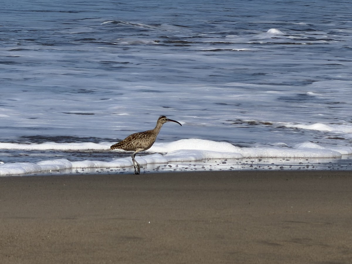 Hudsonian Whimbrel - ML646245009