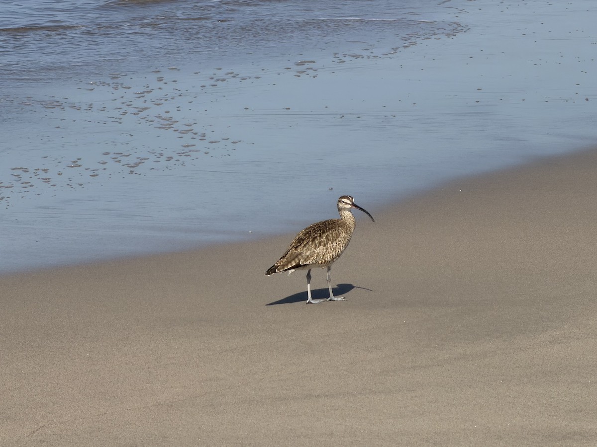 Hudsonian Whimbrel - ML646245010