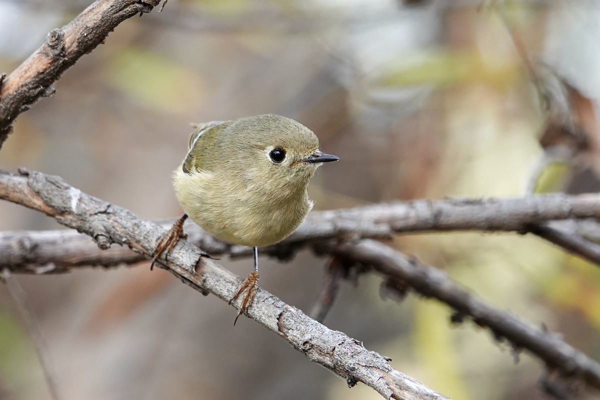 Ruby-crowned Kinglet - ML646245011
