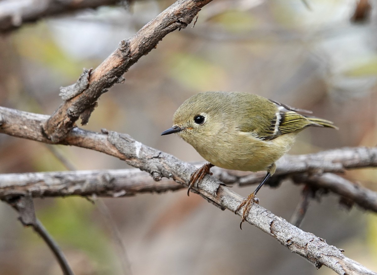 Ruby-crowned Kinglet - ML646245012