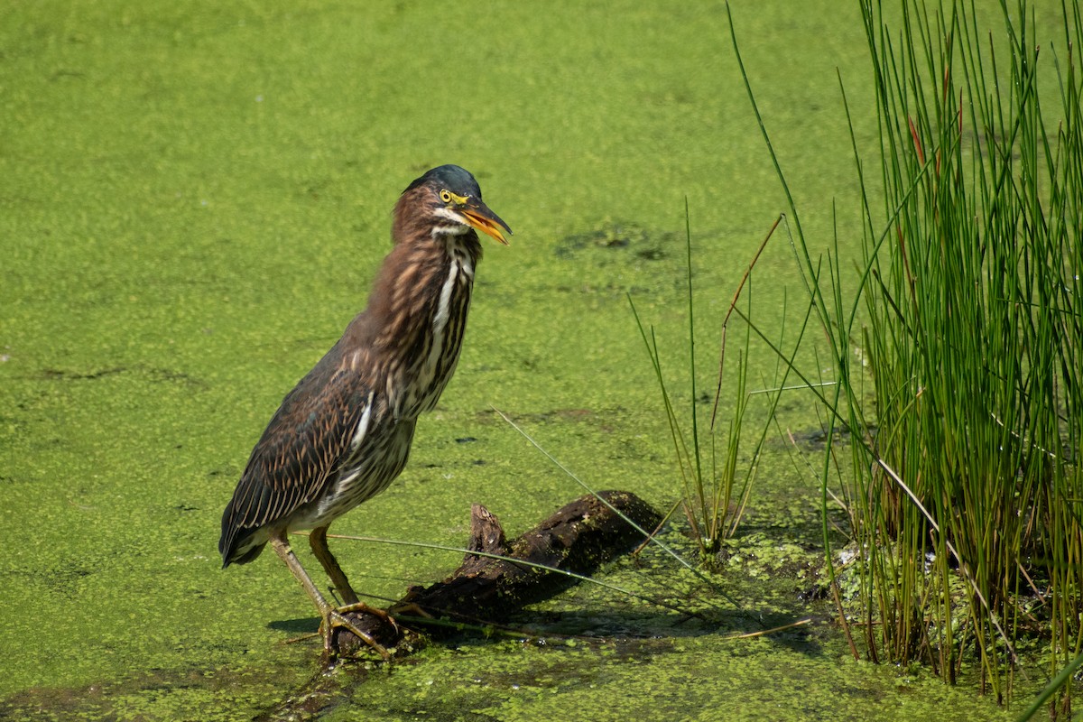 Green Heron - ML646245013