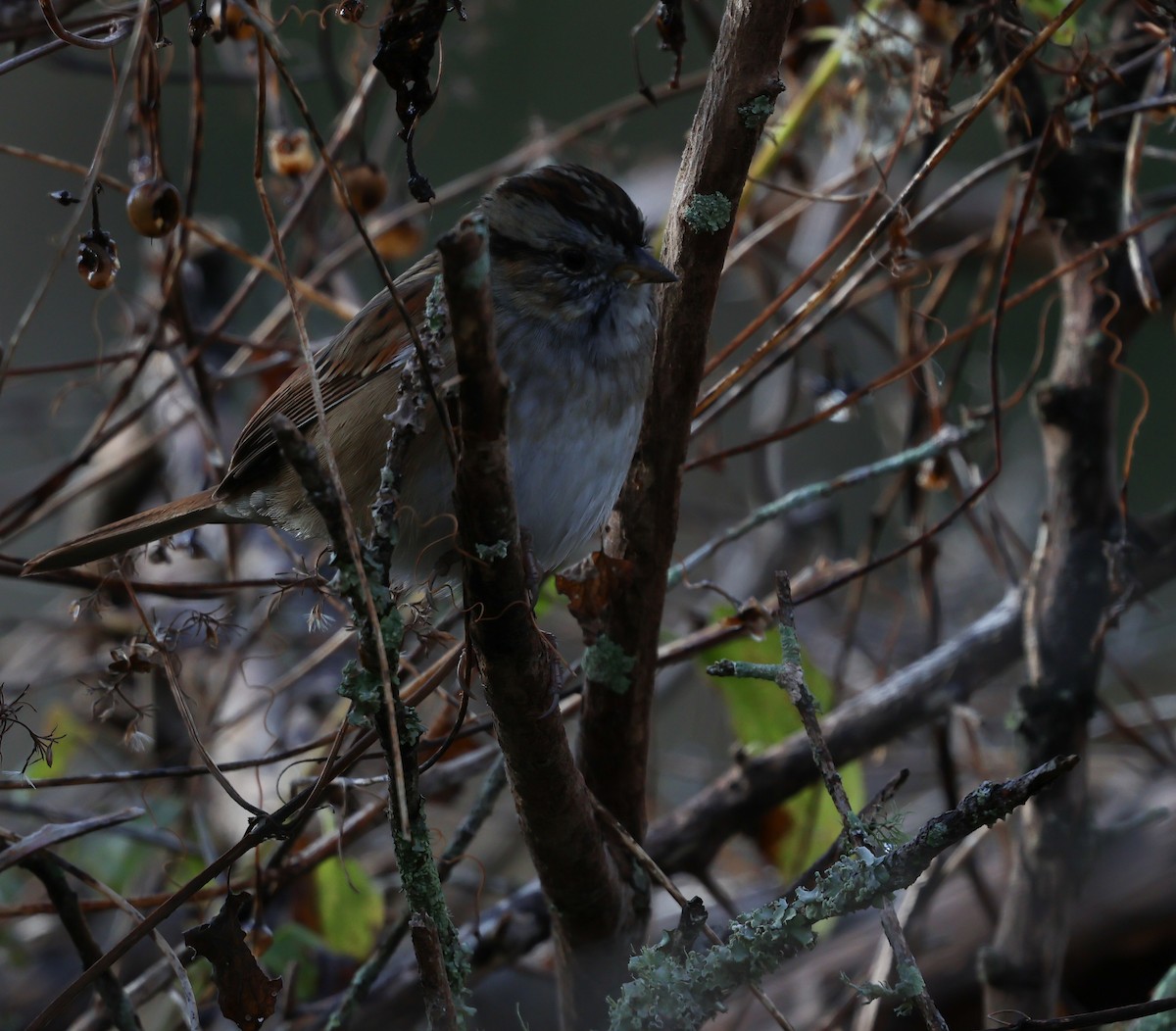 Chingolo Pantanero - ML646245019