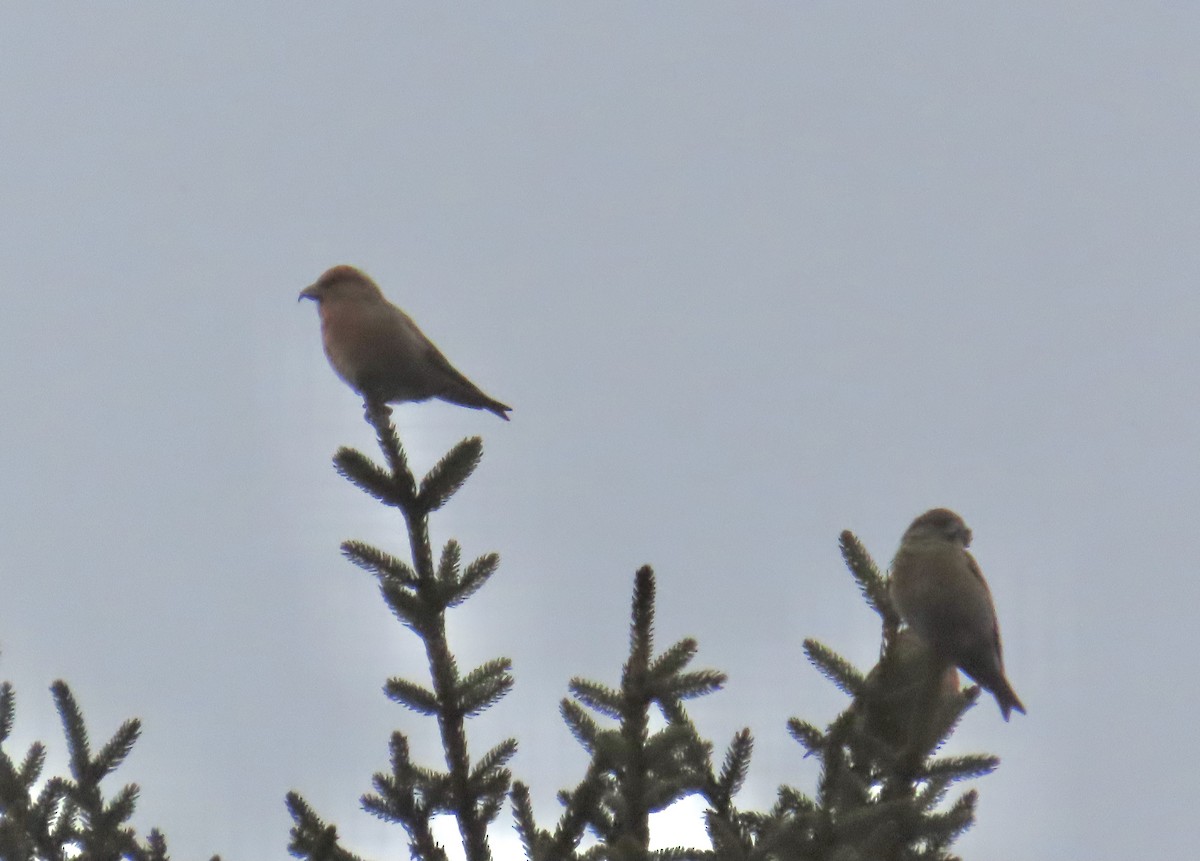 Crociere comune - ML646245020