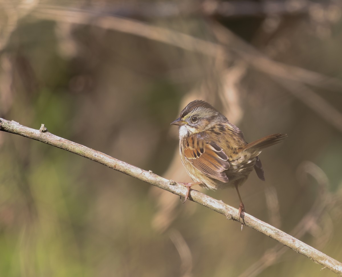 Chingolo Pantanero - ML646245021