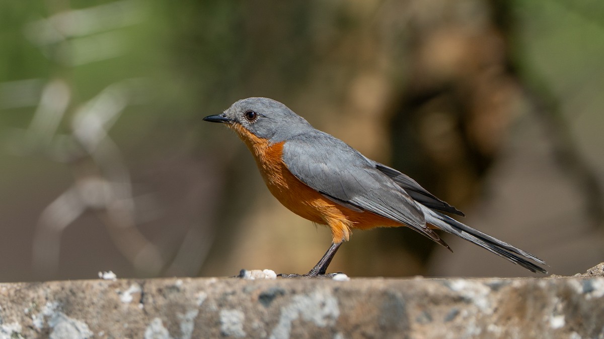 Silverbird - ML646245024