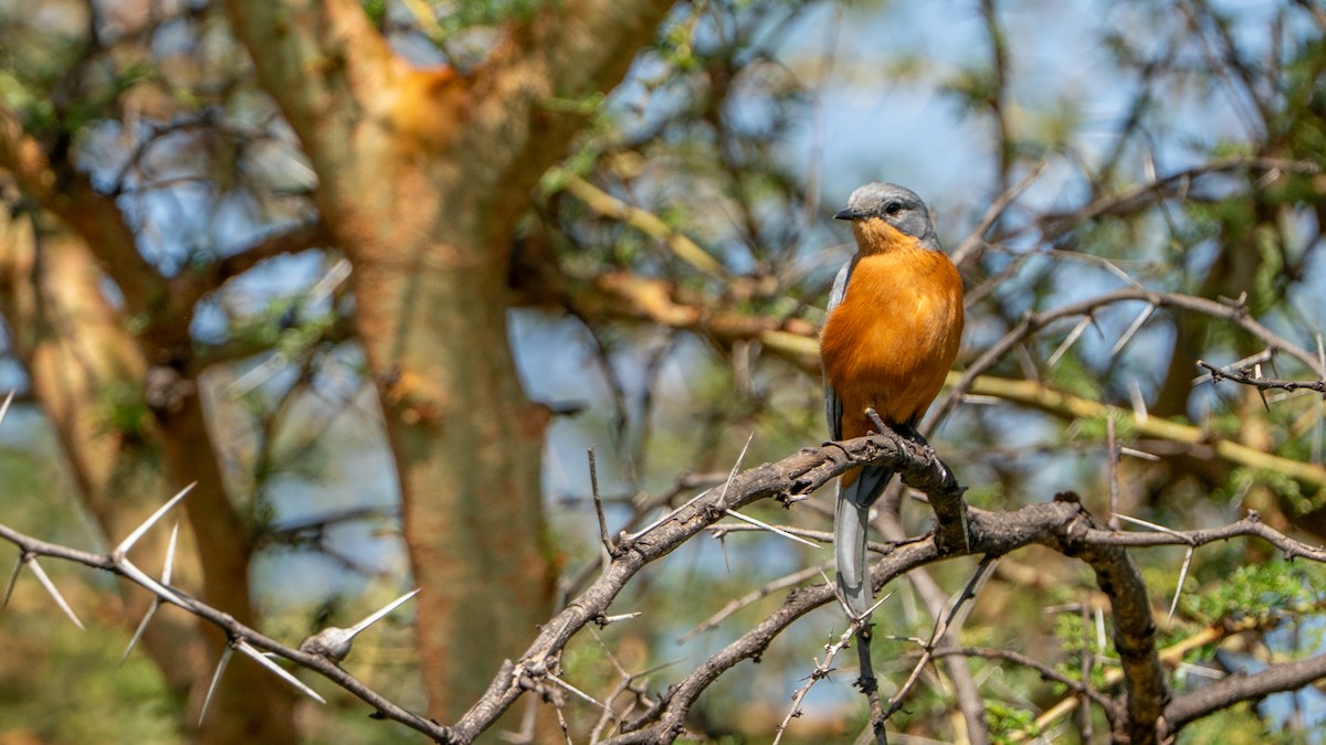 Silverbird - ML646245025