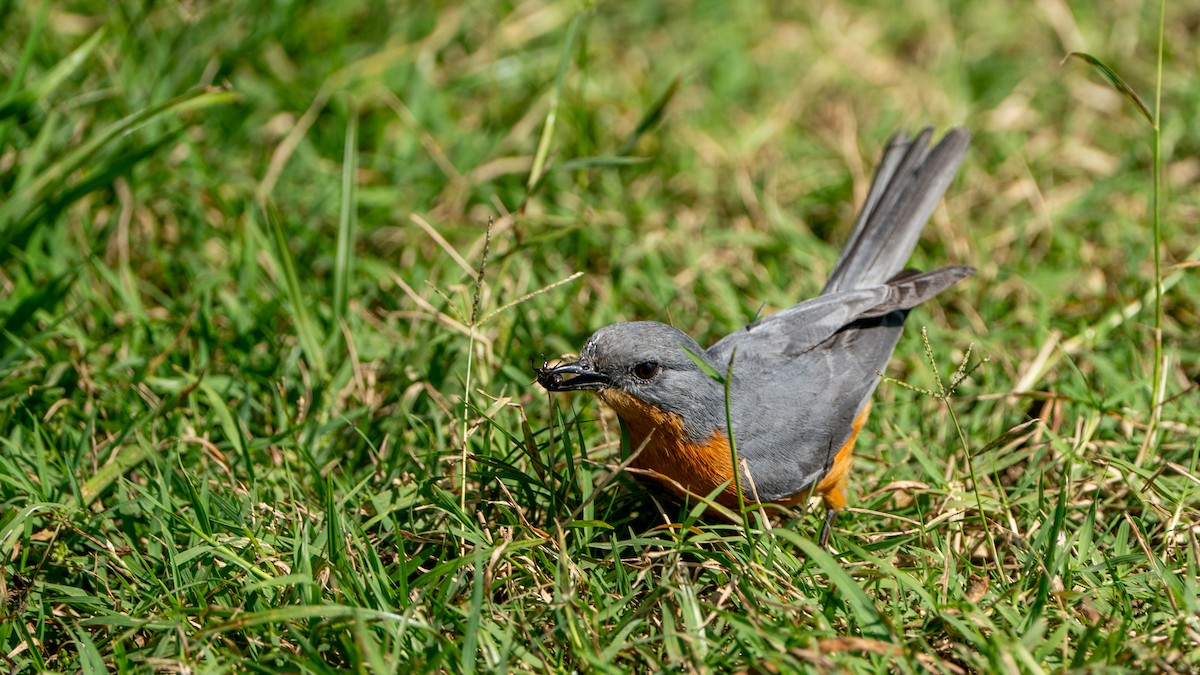 Silverbird - ML646245027