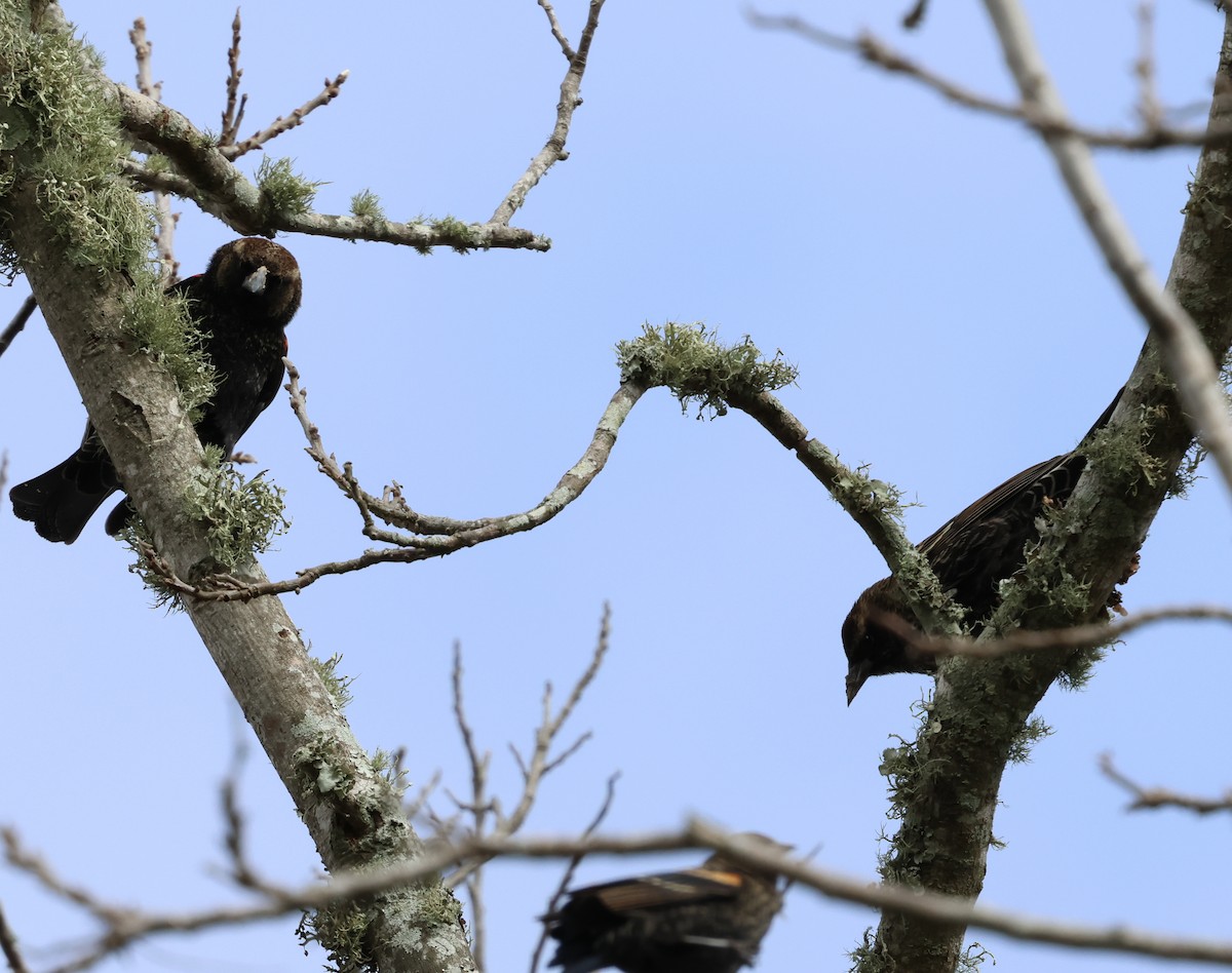 Sargento Alirrojo - ML646245031