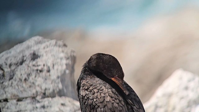 Crowned Cormorant - ML646245032