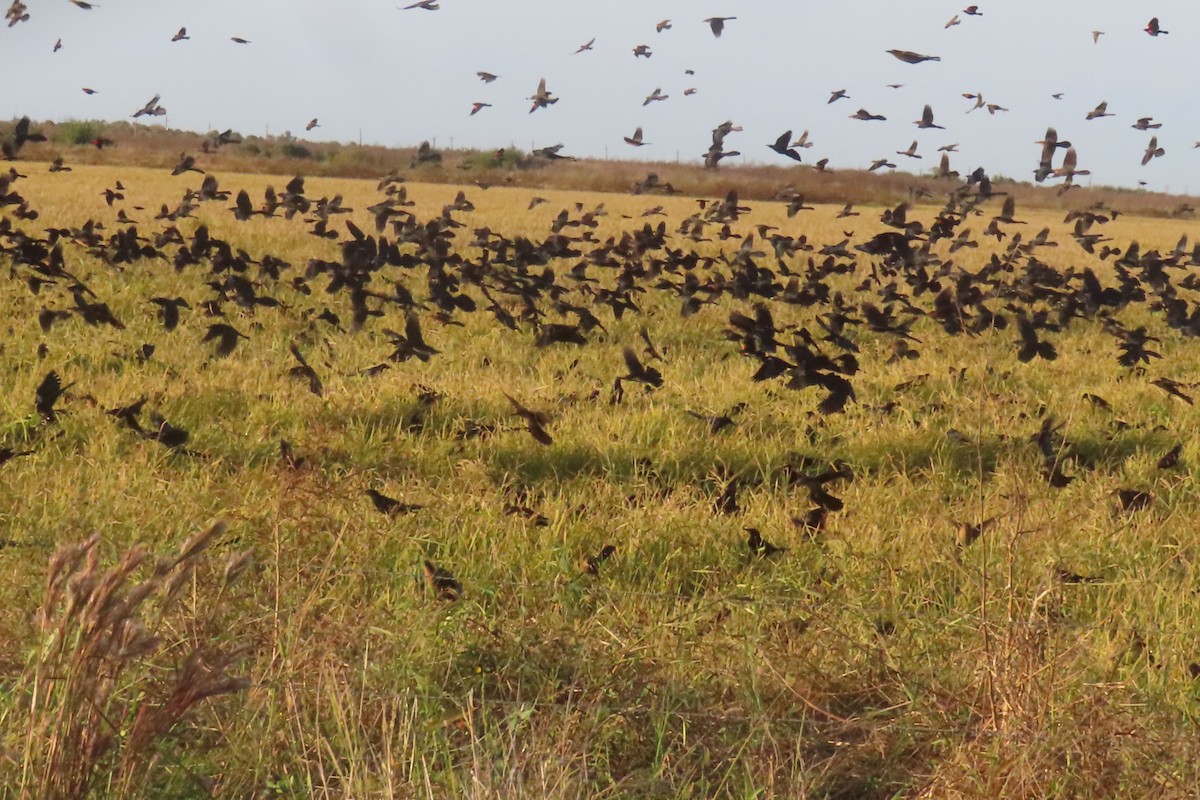 Great-tailed Grackle - ML646245034