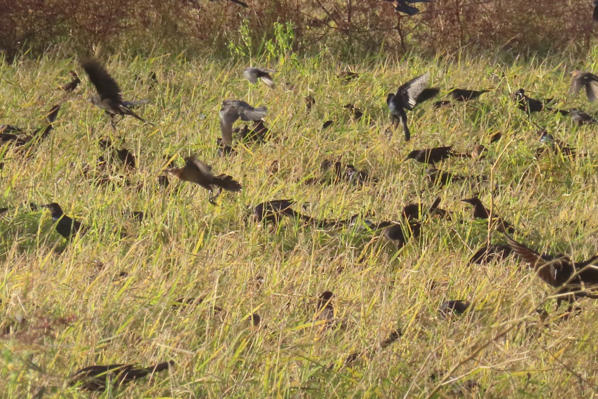 Great-tailed Grackle - ML646245035