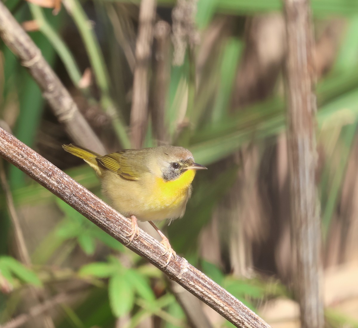 Mascarita Común - ML646245036
