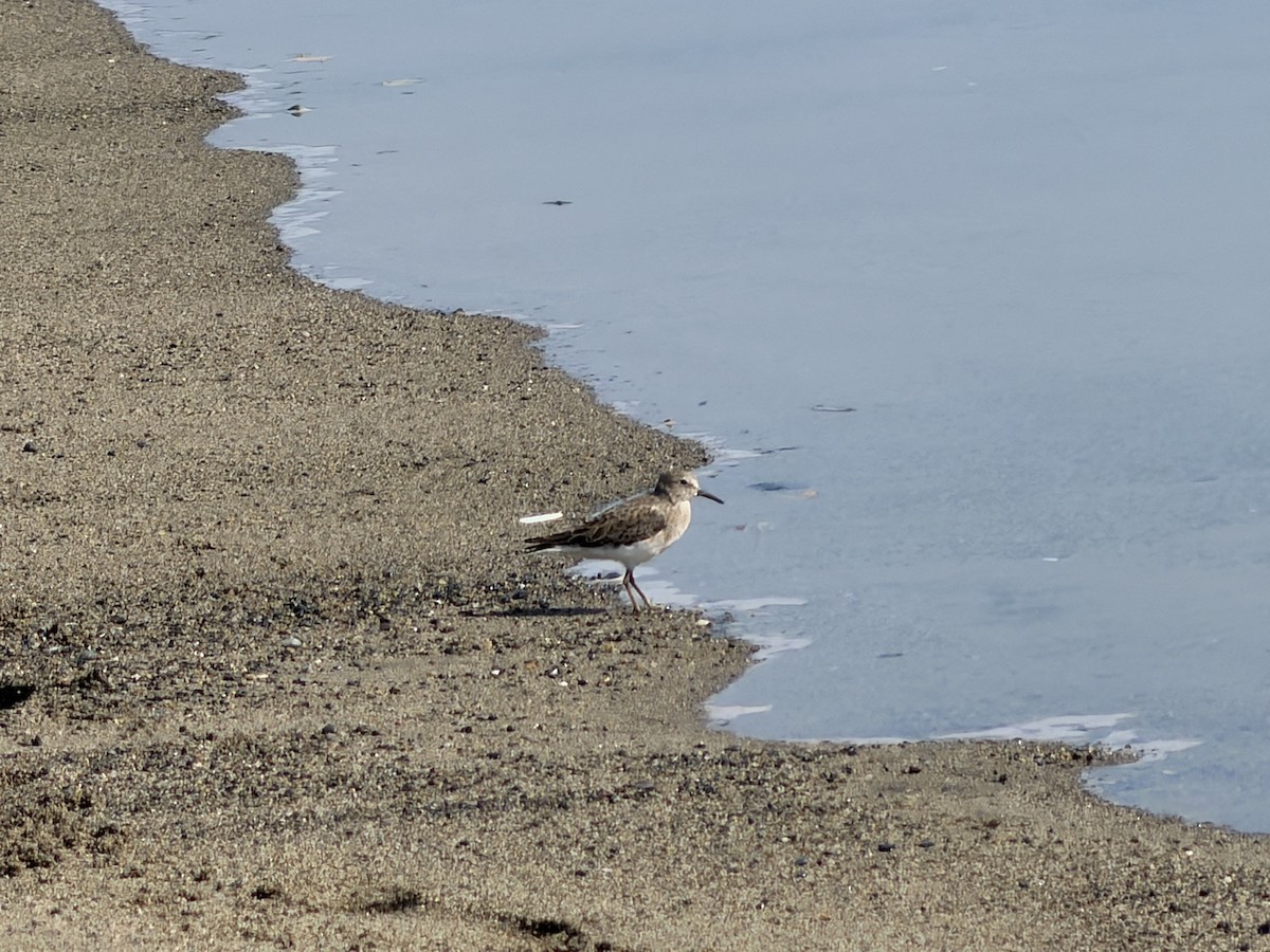 Spotted Sandpiper - ML646245043