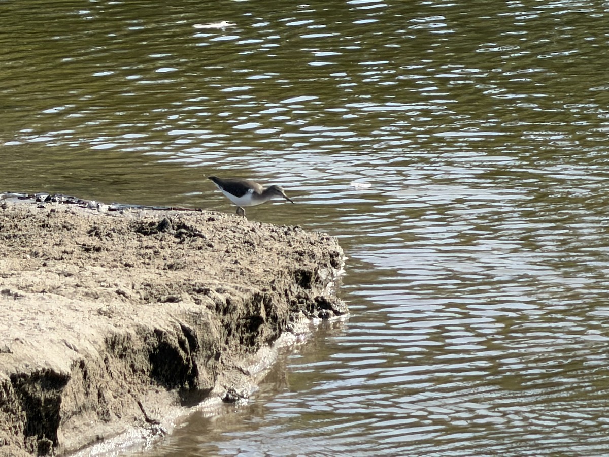 Spotted Sandpiper - ML646245044