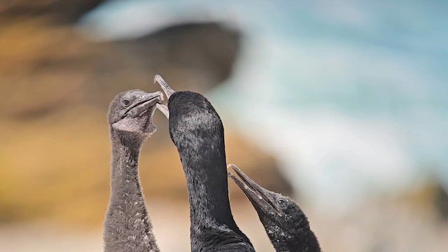 Cape Cormorant - ML646245045