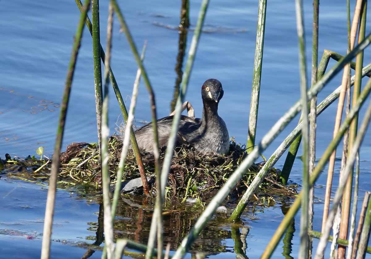 Австралийская поганка - ML646245046