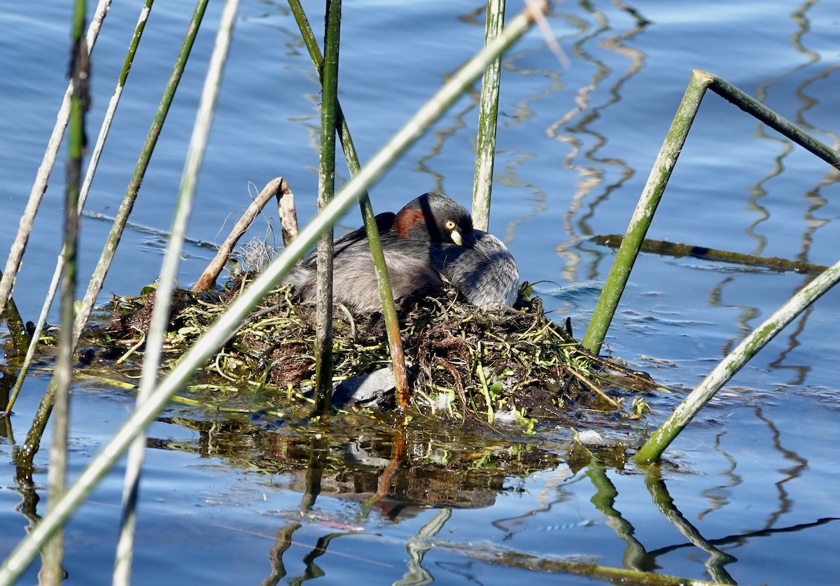 Австралийская поганка - ML646245047