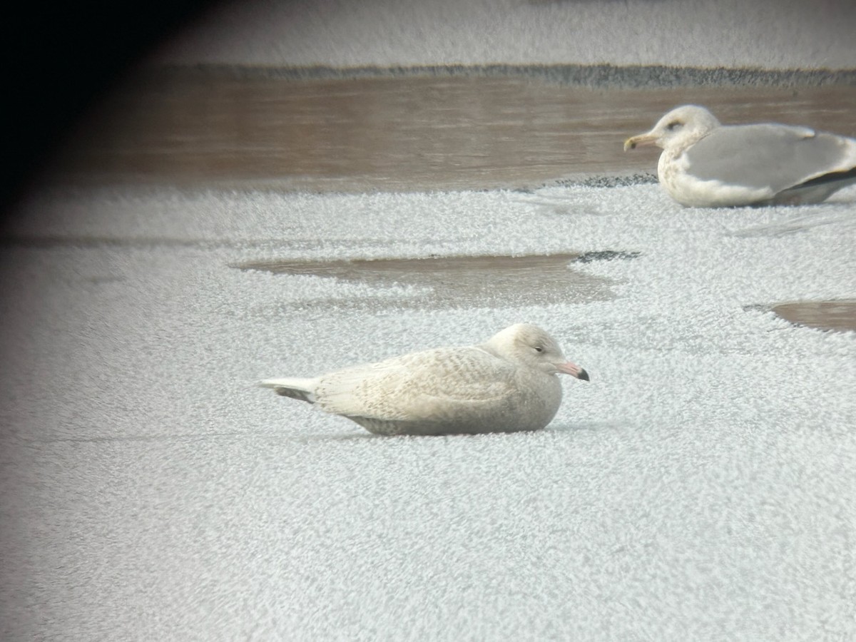 Glaucous Gull - ML646245051
