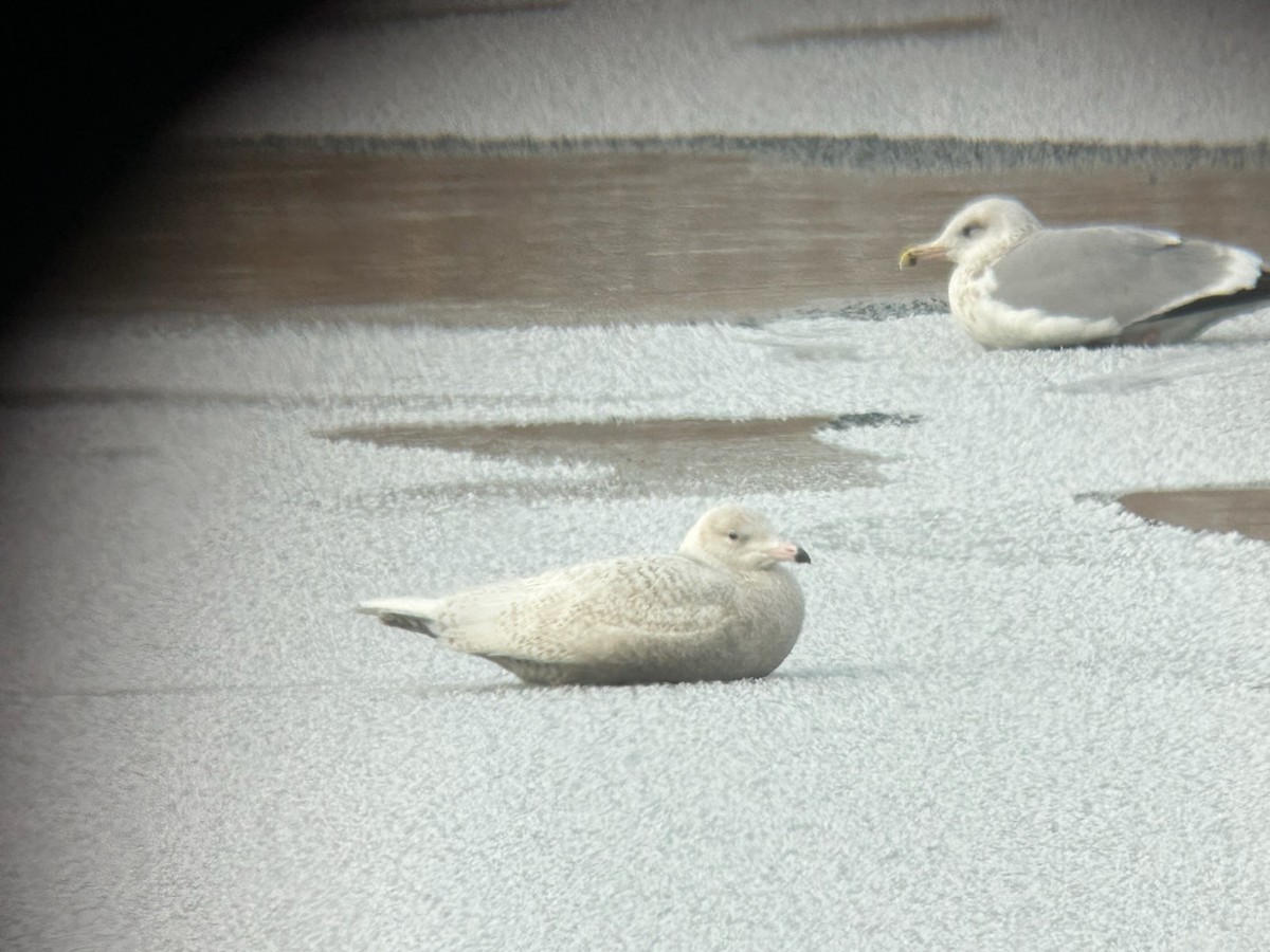 Glaucous Gull - ML646245052