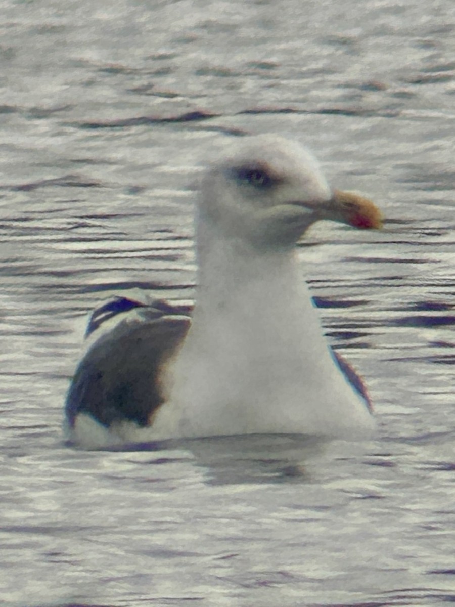 Lesser Black-backed Gull - ML646245053
