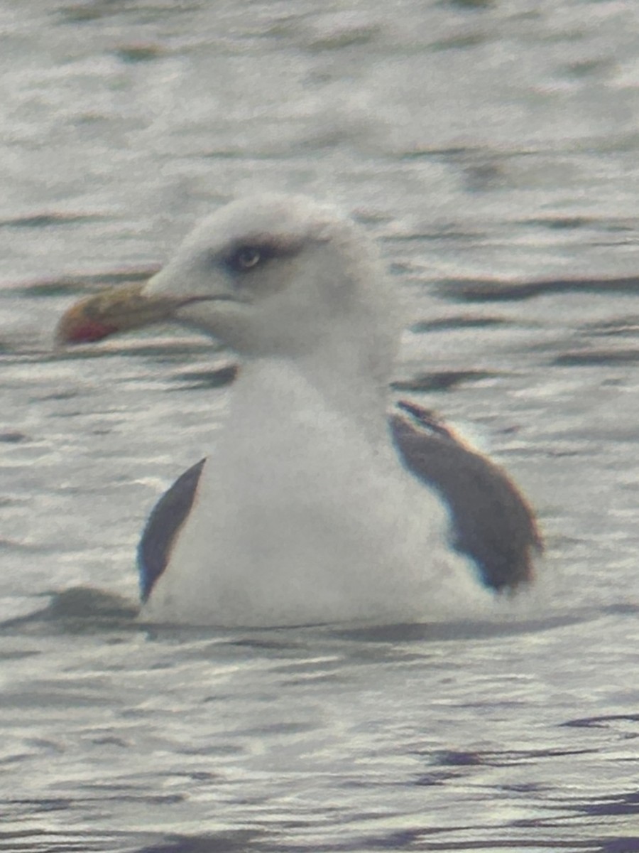 Lesser Black-backed Gull - ML646245054