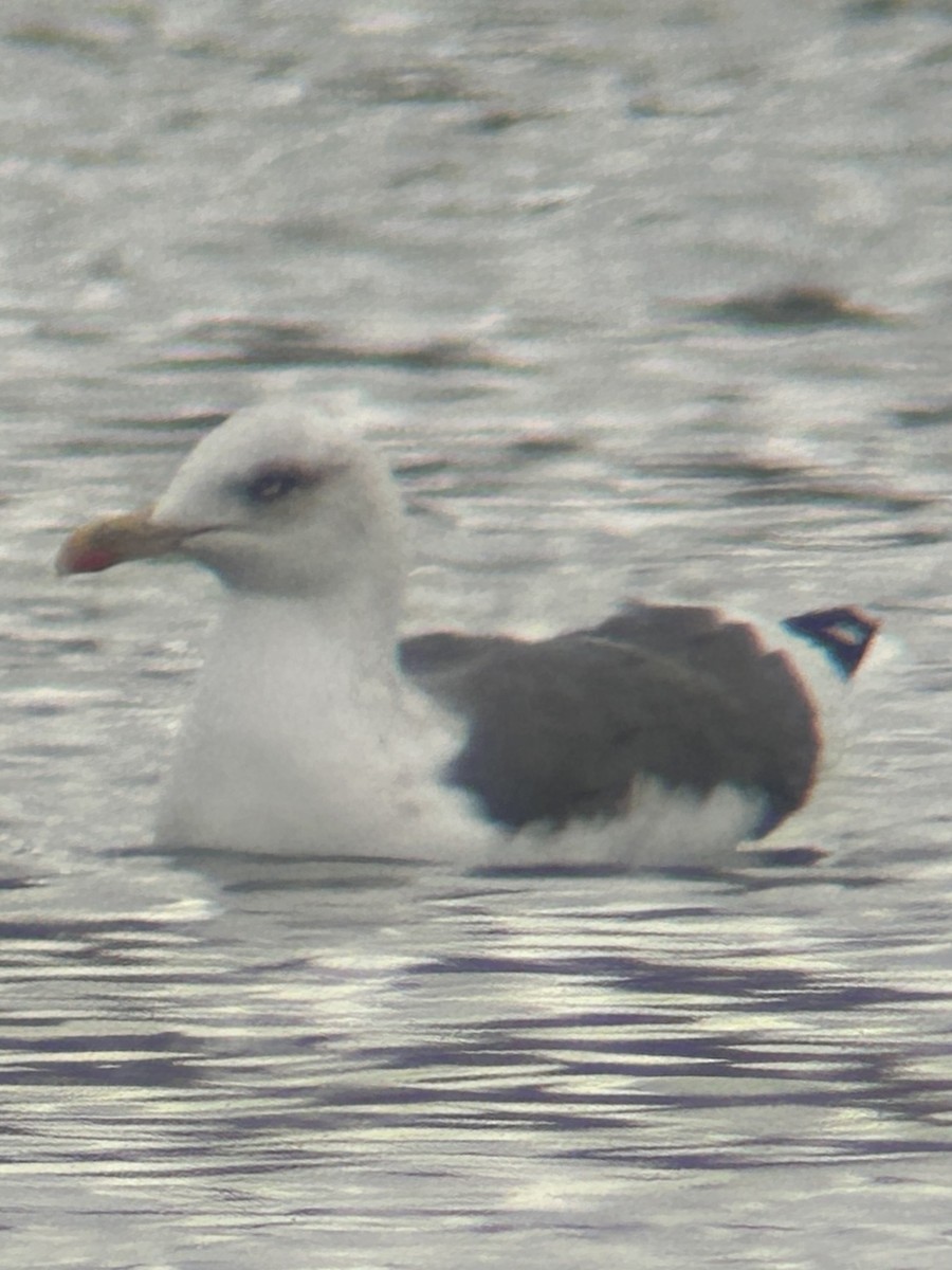 Lesser Black-backed Gull - ML646245055