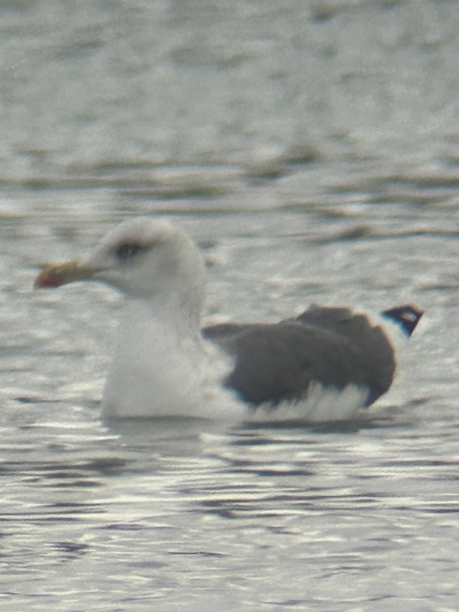 Lesser Black-backed Gull - ML646245056